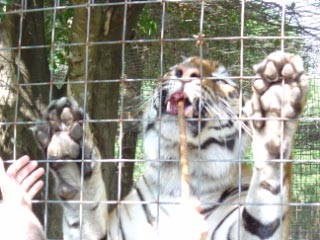 Bengal Tiger - Teeth and Claws